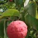 Cornus florida f.rubra fruit